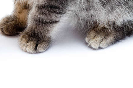 Little gray kitten on a white background. The cat is sleeping. Paws of a small gray kitten in a...