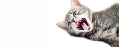 Little gray kitten on a white background. The cat lies on the right and yawns, opens its mouth, sleeps in macro. Little gray cat is restingの写真素材