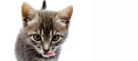 Little gray kitten on a white background. The cat lies with its head up. Cat in a hunting pose. Little kitty is preparing for an attack. Cat in the face close-up, face, hatsの写真素材