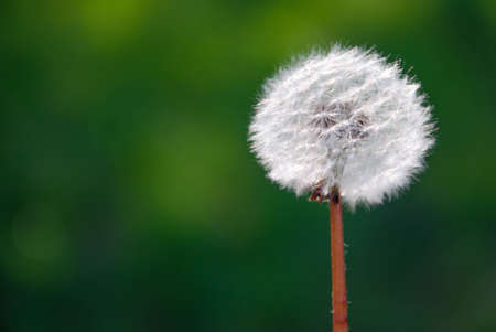 Dandelion in close-up on a blurry green background. Place for text. Copy spaceの写真素材