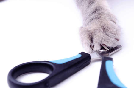 Cat claw scissors for cats with black and blue handle on a white background in macro. Cat paw touches the scissors. Cat sniffs scissors for claws.の写真素材