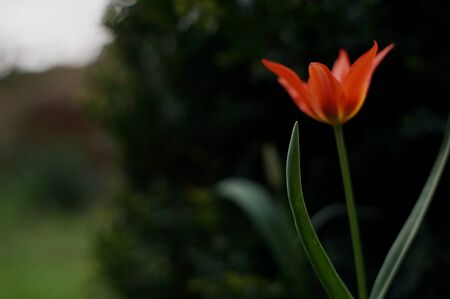 one red tulip in the gardenの写真素材
