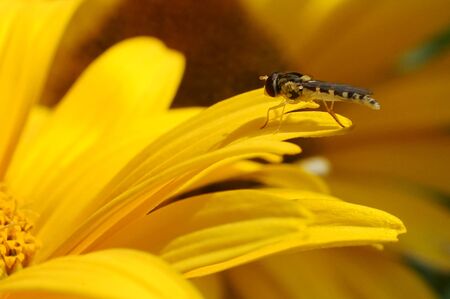 Fly on yellow flower in gardenの写真素材
