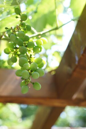 A bunch of unripe green grapes on a backyard pergolaの写真素材