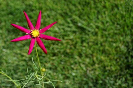 cosmos, red star on grassの写真素材