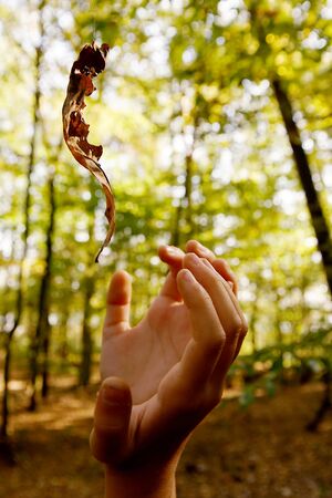 Children's hands try to grab a leaf hanging in the autumn forest on a cobweb. Poland, Europe