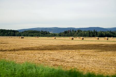 rural landscape with wheat fieldの写真素材