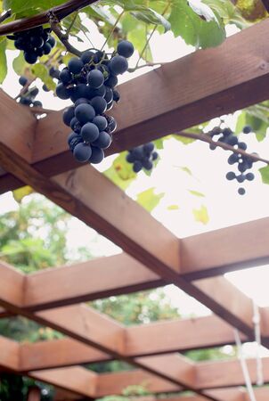 hanging grapes from the roof of the gazebo in the garden. Poland, Europeの写真素材