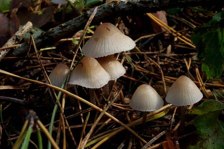 small, inedible mushrooms on the forest litter in autumnの写真素材