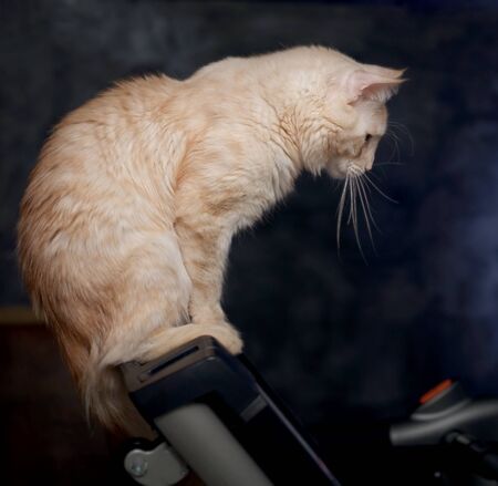 young maine coon cat sitting at home on the treadmill