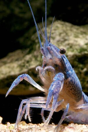 freshwater crayfish blueclaw in a freshwater aquariumの写真素材