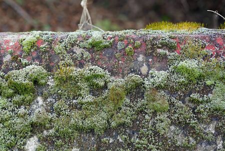 old concrete balustrade overgrown with moss in the winter in the forestの写真素材