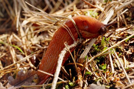 spanish slug - a large garden pest