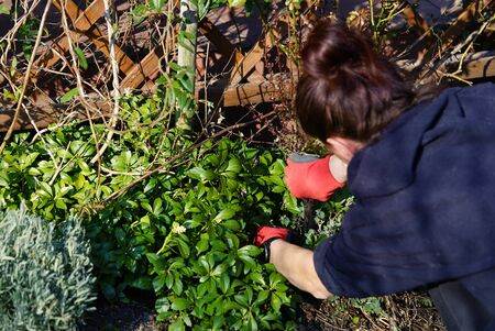 spring gardening - arranging flower beds