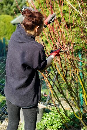 cleaning the garden - pruning bush branches