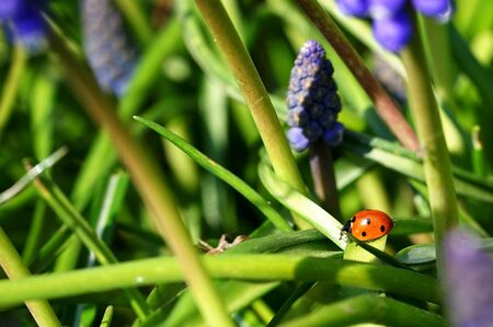 ladybug on sapphire stems in the gardenの写真素材