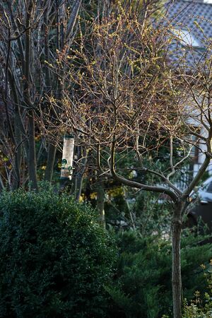 low, decorative willow illuminated by the rays of the setting sun