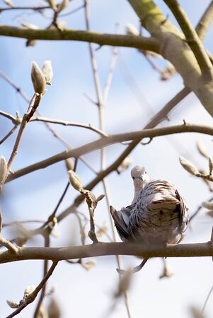 Eurasian collared dove (Streptopelia decaocto) on magnolia treeの写真素材