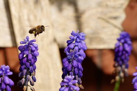 the bee flies over grape hyacinth