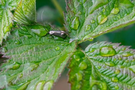 shiny moth on a wet leaf in the garden