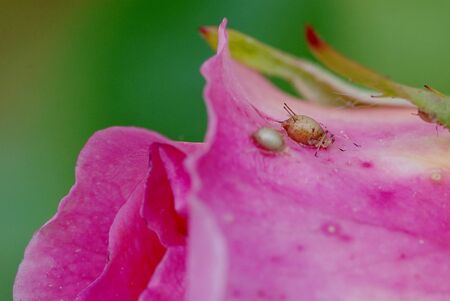 rose flower infected with aphids
