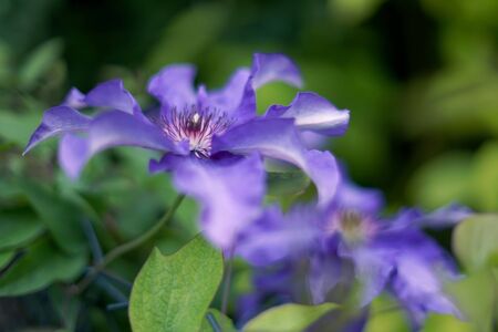 purple clematis flower with blurred backgroundの写真素材