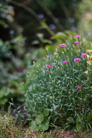 Dianthus barbatus - sweet William in gardenの写真素材