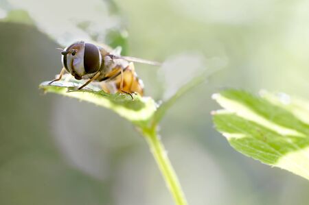 Episyrphus balteatus, marmalade hoverfly on a leaf. Close-up of eyes and head