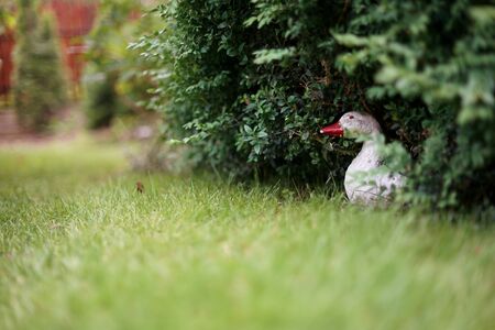 garden decoration in the shape of gooseの写真素材