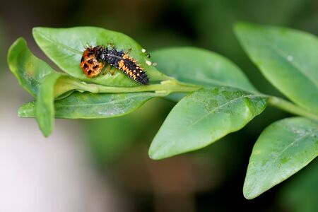 the ladybug larva eats the pupa shell after hatchingの写真素材