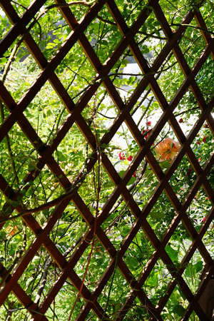 wooden, openwork wall on the terraceの写真素材