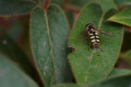 a hoverfly sits on a leaf in the shade