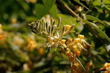 yellow honeysuckle flowers in spring