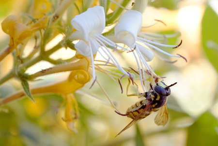 hoverfly pollinates the flowers of the honeysuckle in spring