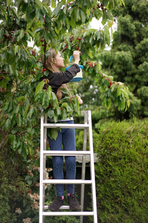a girl on a ladder picks cherries from the treeの写真素材
