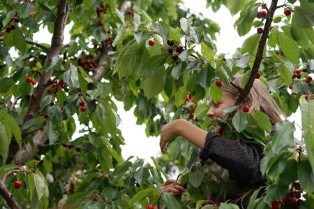 a girl on the tree collects ripe sweet cherry fruits