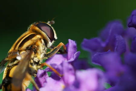 hoverfly on budlei flower in the gardenの写真素材