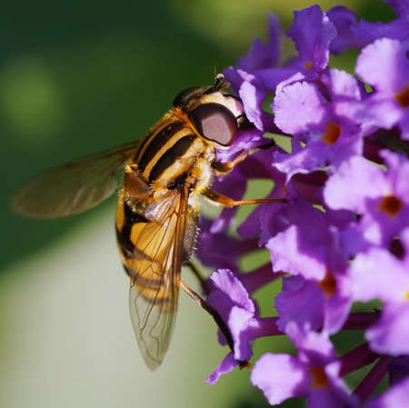 hoverfly on budlei flower in the gardenの写真素材