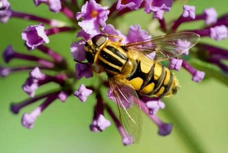 hoverfly on budlei flower in the garden