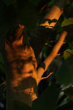 a magnola trunk illuminated by the rays of the setting sun