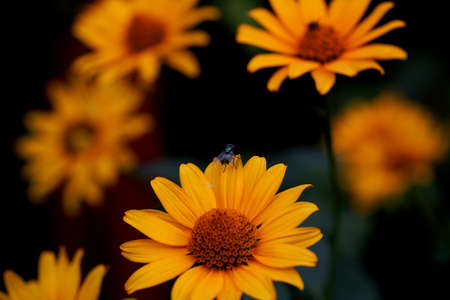 group of orange flowers with a small fly on a dark background