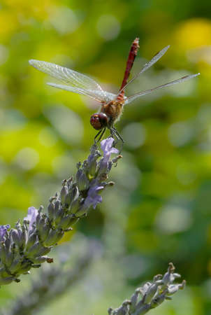 close-up of a dragonfly on lavender flowerの写真素材