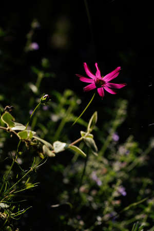 pink flower on a black background in the gardenの写真素材