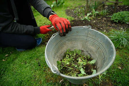 bucket of weeds in the spring in the gardenの写真素材