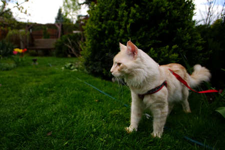 young maine-coon in harness and on a leash during a walk in the gardenの写真素材