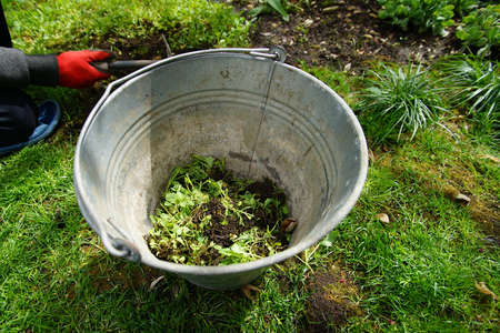 bucket of weeds in the spring in the garden