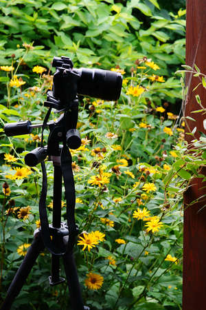 camera on a tripod against a background of flowers in the garden