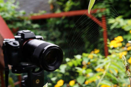 taking macro photography in a garden - spider pictures
