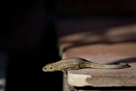 a young sand lizard (Lacerta agilis) basking on the patio tiles in the gardenの写真素材