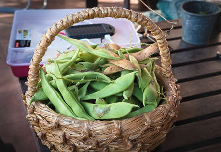 Bean pods in a wicker basket on the terraceの写真素材